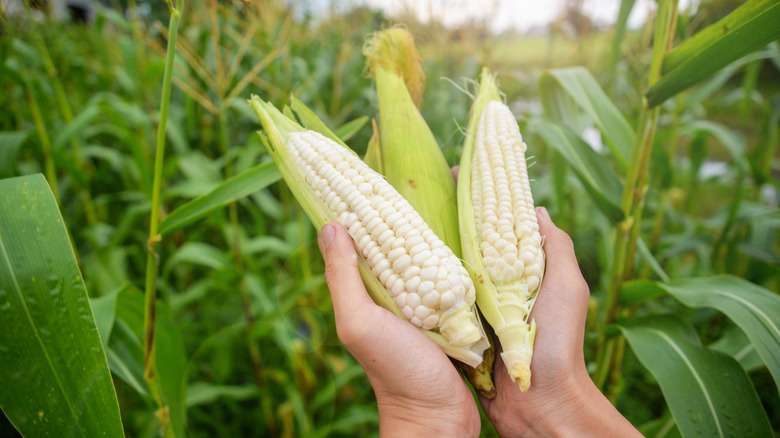Waxy corn in the field