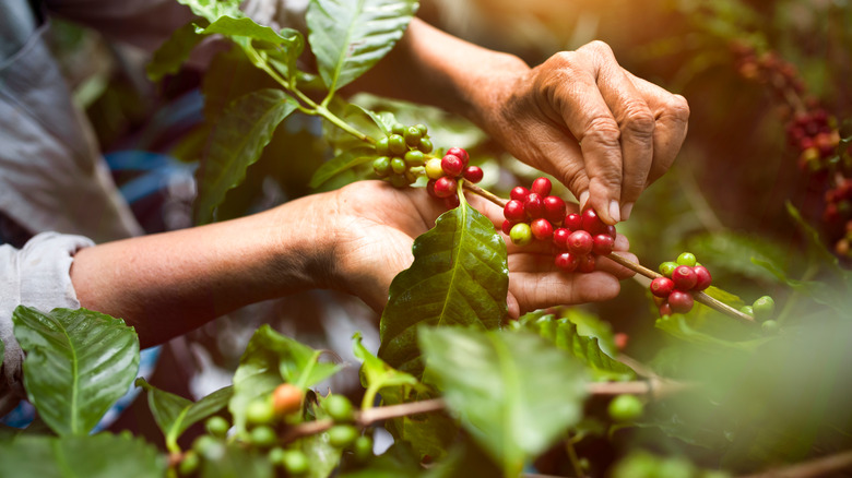 coffee growers in Vietnam