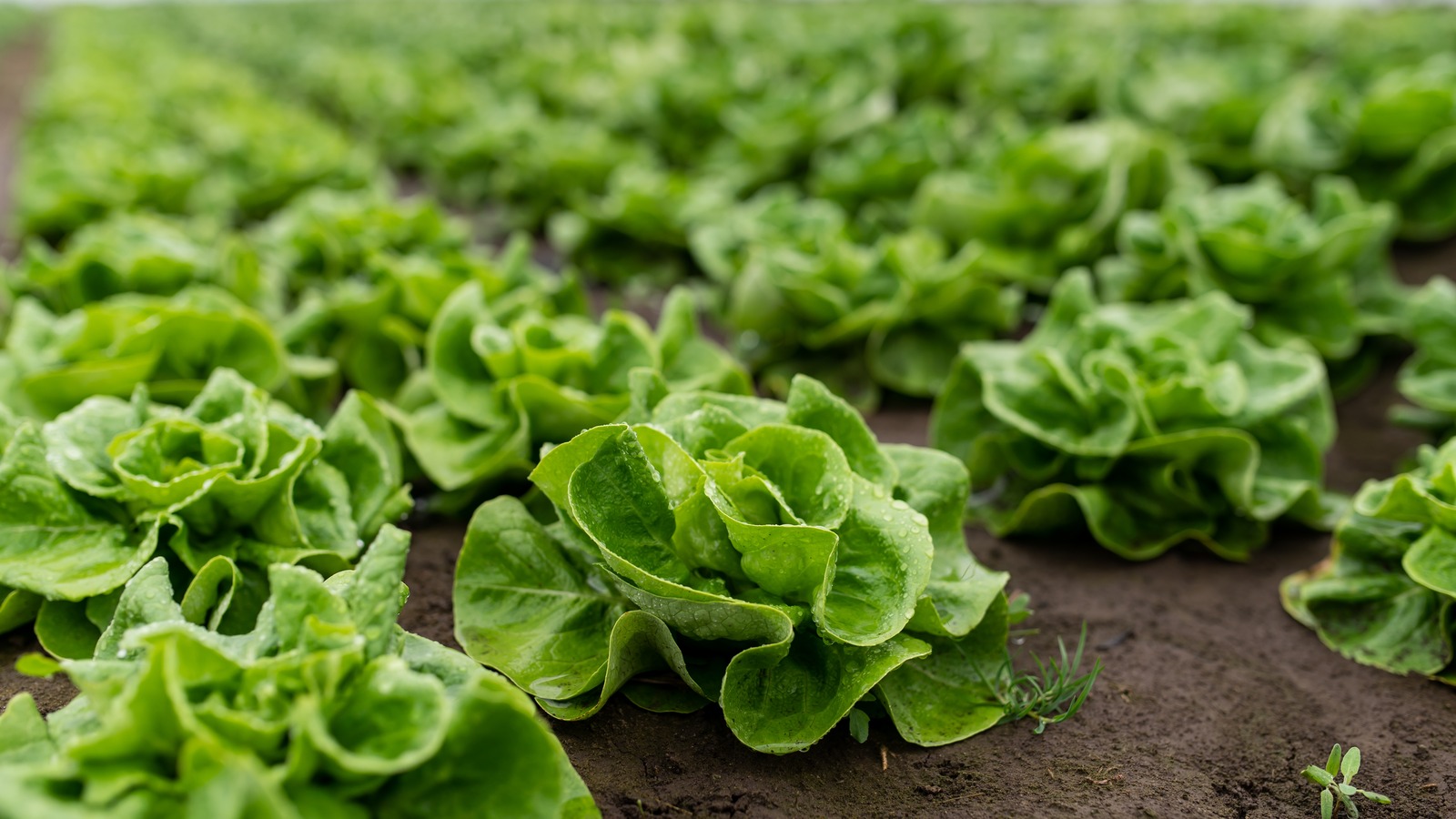 What We Know About The Impending Lettuce Shortage