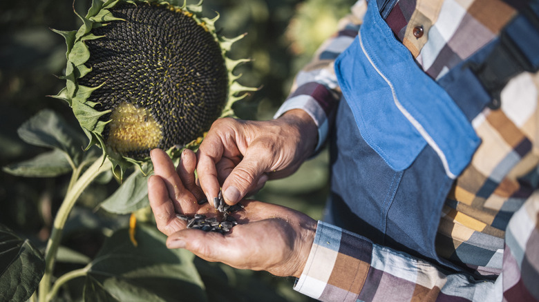 farmer holding sunflower seeds