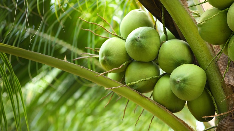 coconut tree with coconuts