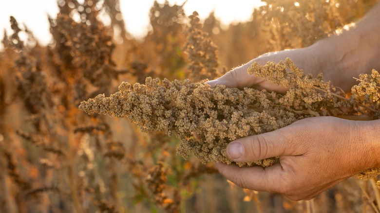 Hands harvesting quinoa in a field