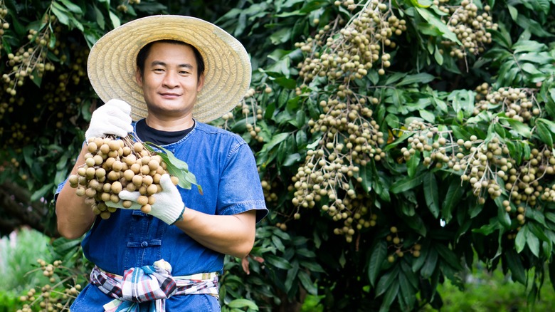 farmer holding longan