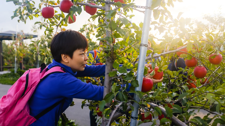 Child picking apple in Aomori orchard