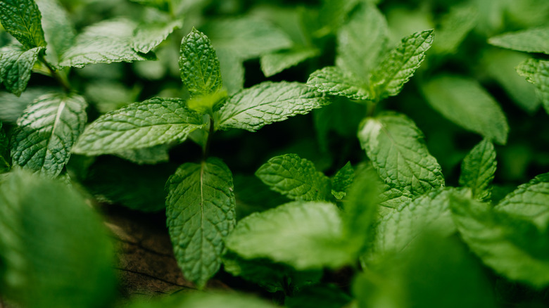 Close-up of mint growing