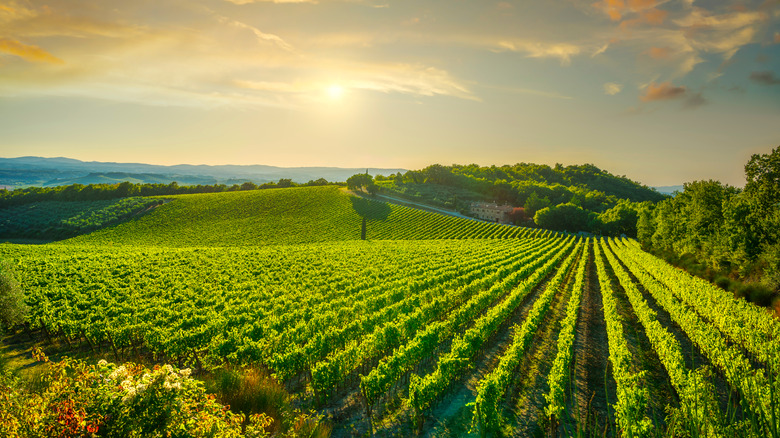 Green vineyard hill trees sunny day