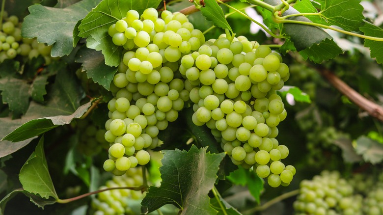 bunch of grapes on vine