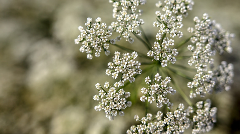 anise plant