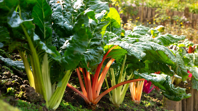 rainbow Swiss chard