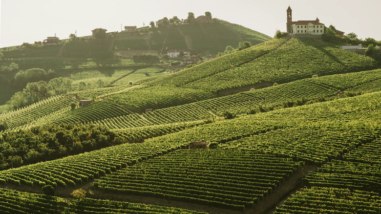 moscato d'Asti vineyard region