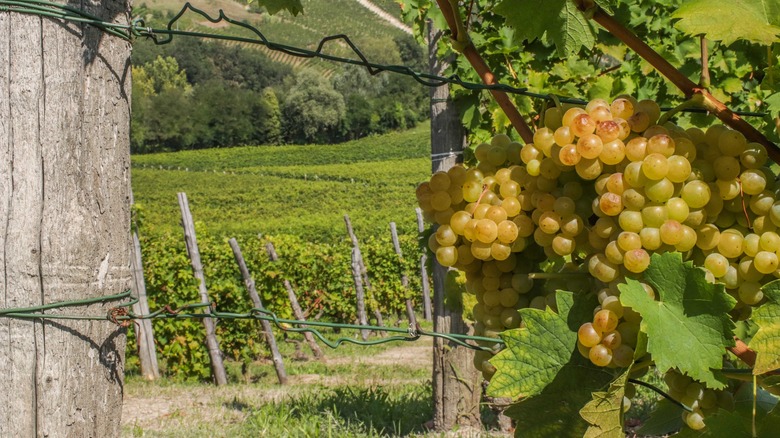 moscato bianco grape bunch