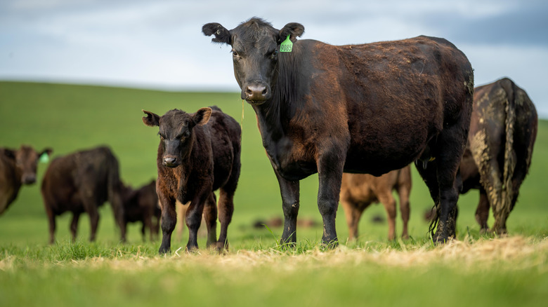 Cattle grazing in the grass