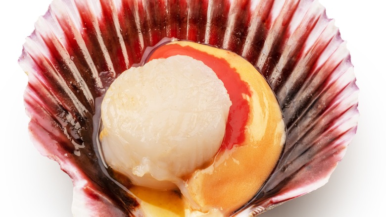 Close-up of a female scallop with roe