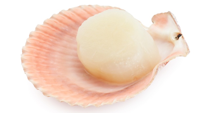 Close-up of a cooked white scallop in shell