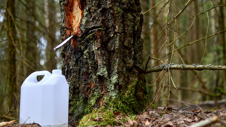 harvesting birch sap