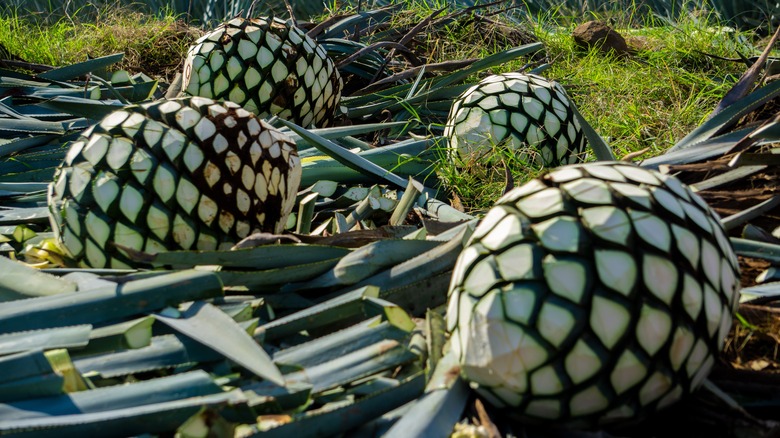 Exposed agave piñas in field