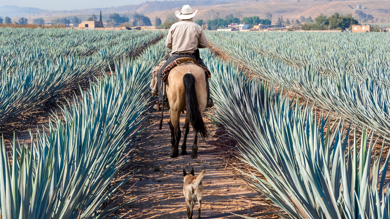 horseman in Jalisco agave field