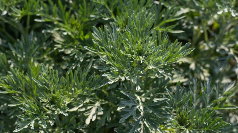 Wormwood plant