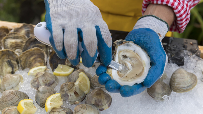 Gloved hands shucking an oyster