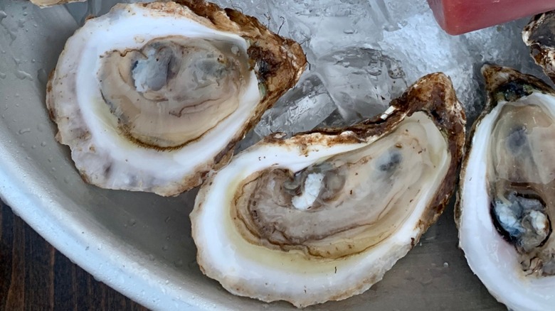 Close-up of shelled East Coast oysters on a plate with ice