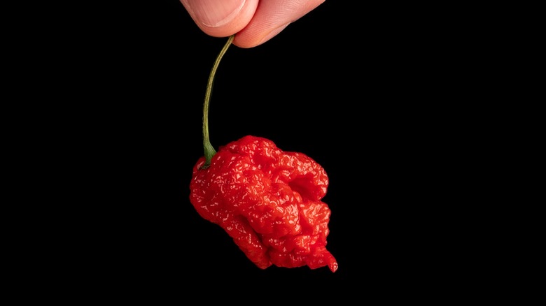 fingers holding carolina reaper pepper