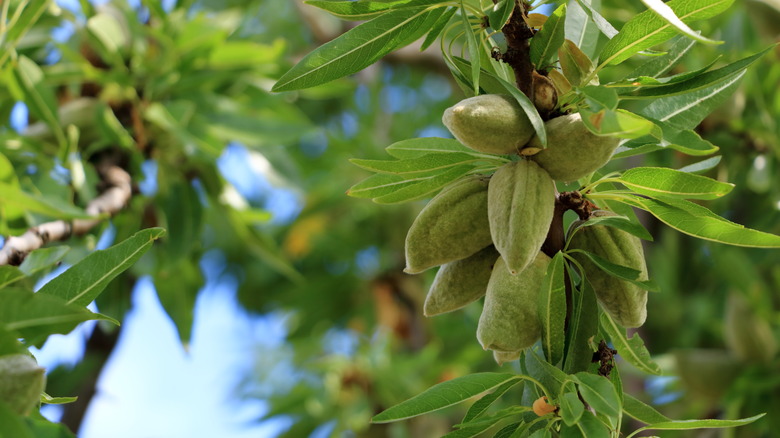 green almonds on tree