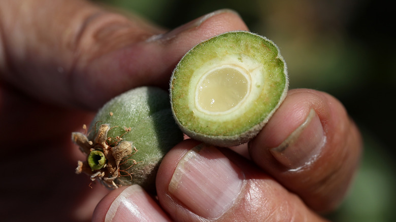 fingers holding cut green almond