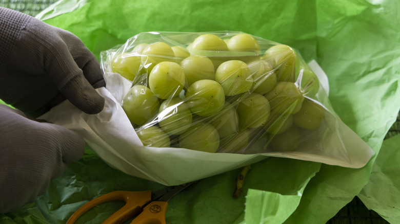 Farmer handling Shine Muscat grapes