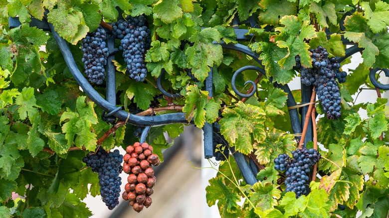 ripe Žametovka grapes in Slovenia