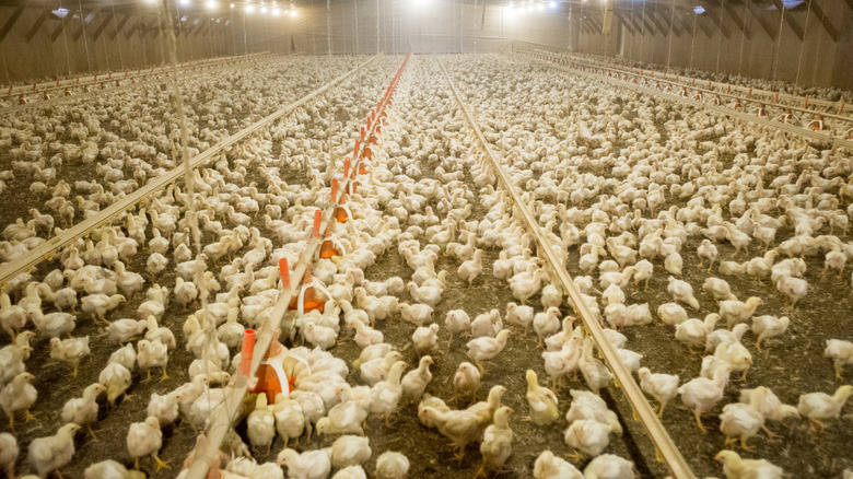 chicken poultry farm