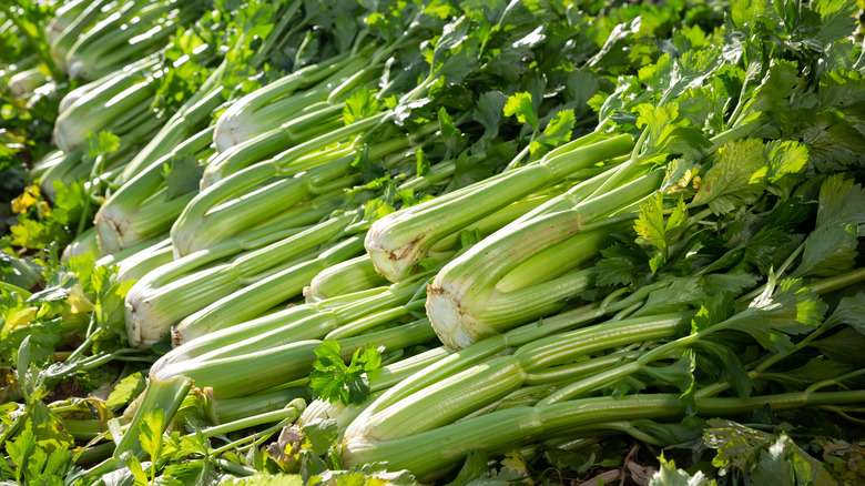 Full celery stalks