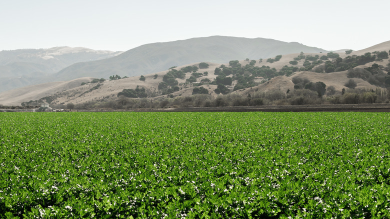 Celery growing in California