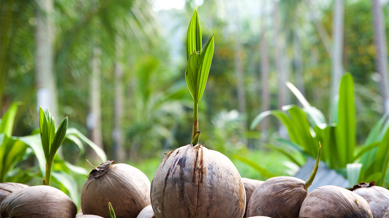 sprouting coconut trees