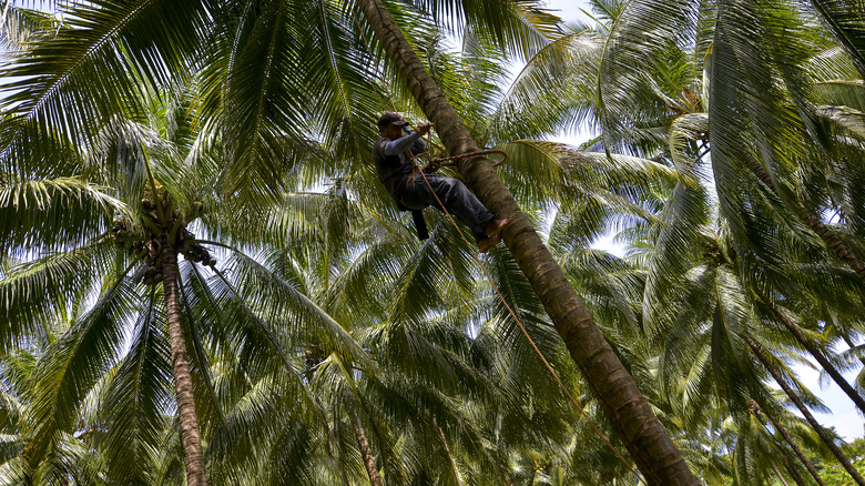 coconut farmer scales palm