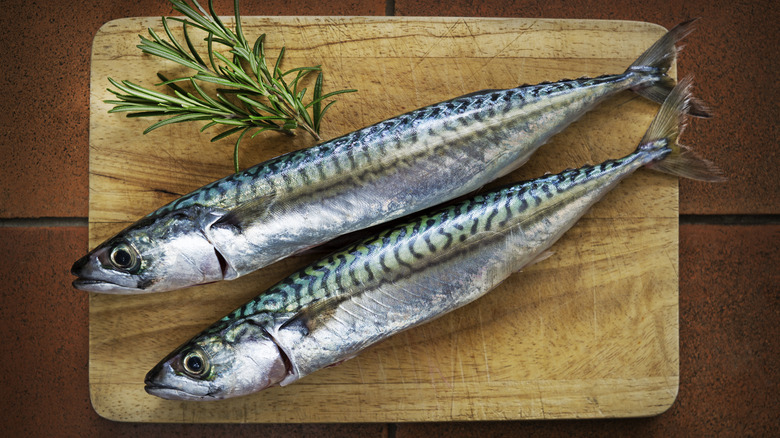 Fresh Atlantic mackerel 