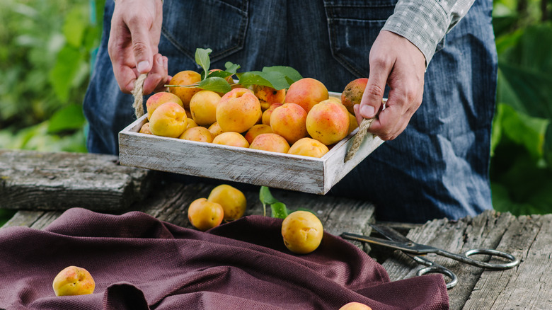 farmer holding harvest apricot tray