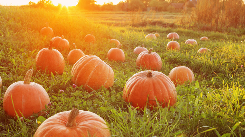 Which State Produces The Most Pumpkins In The US?