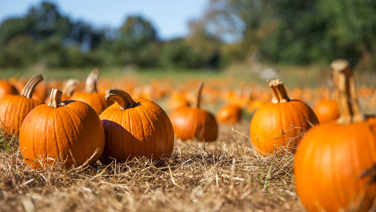 Which State Produces The Most Pumpkins In The US 