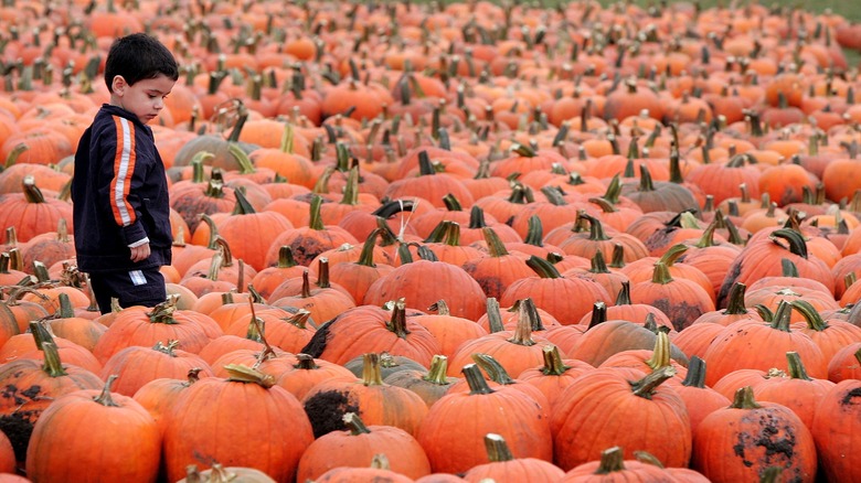 Illinois pumpkin farm