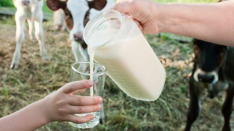 Milk poured into glass in front of dairy cows