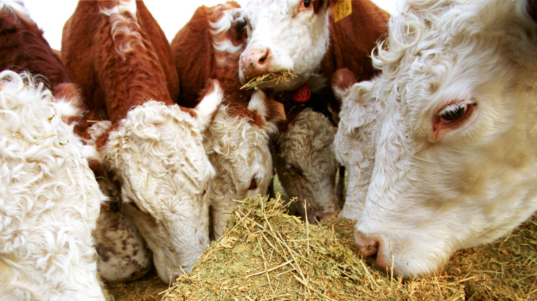 Texan cattle feed on meal