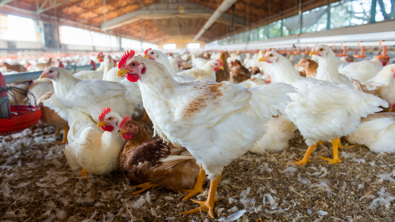 Which US State Produces The Most Chicken 