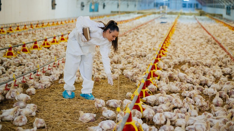 Veterinarian checks chickens