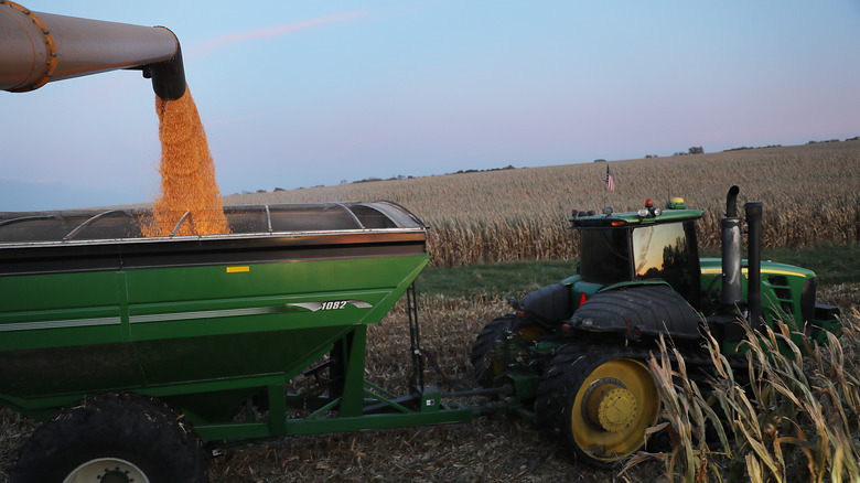 Corn is harvested in Iowa