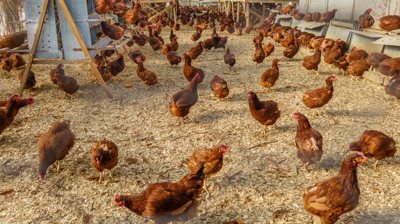 free range chickens on a farm