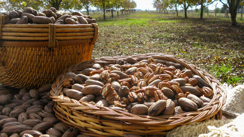 harvested pecans