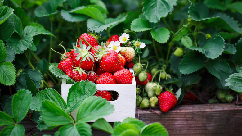 Strawberries in a white basket