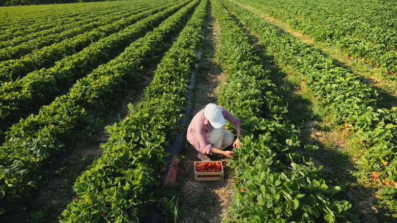 strawberry harvesting