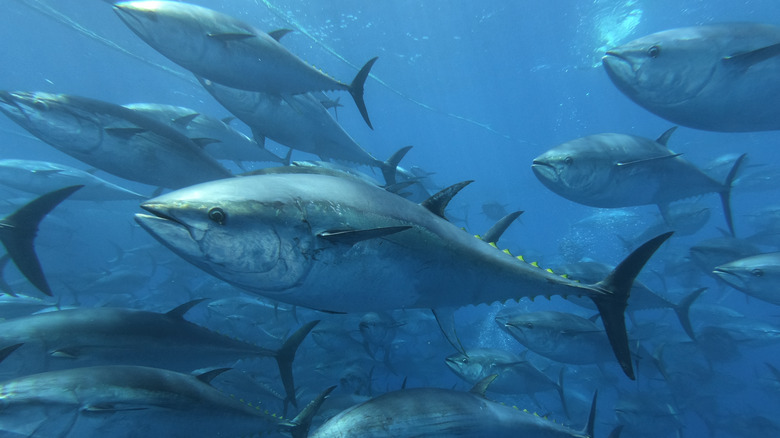 school of tuna