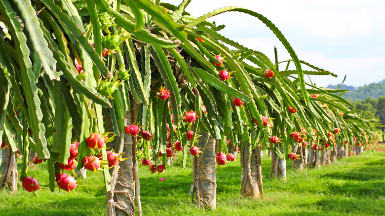 Dragon fruit growing on cactus 